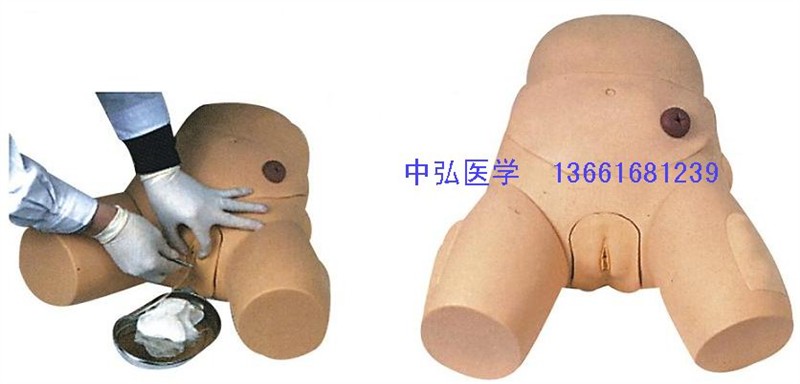 整体女性导尿模型 女性导尿模型 导尿模型